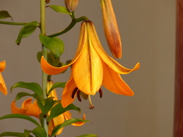 Foto: Dr. Peter Müller